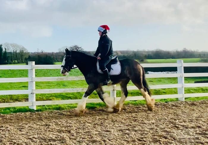 Media 9 av Charles – trygg, snäll och genuin valack!