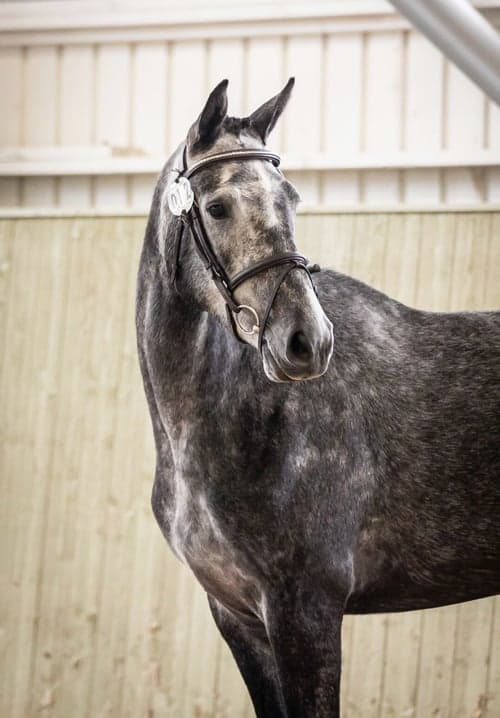 Bild av SWB-sto för hoppning