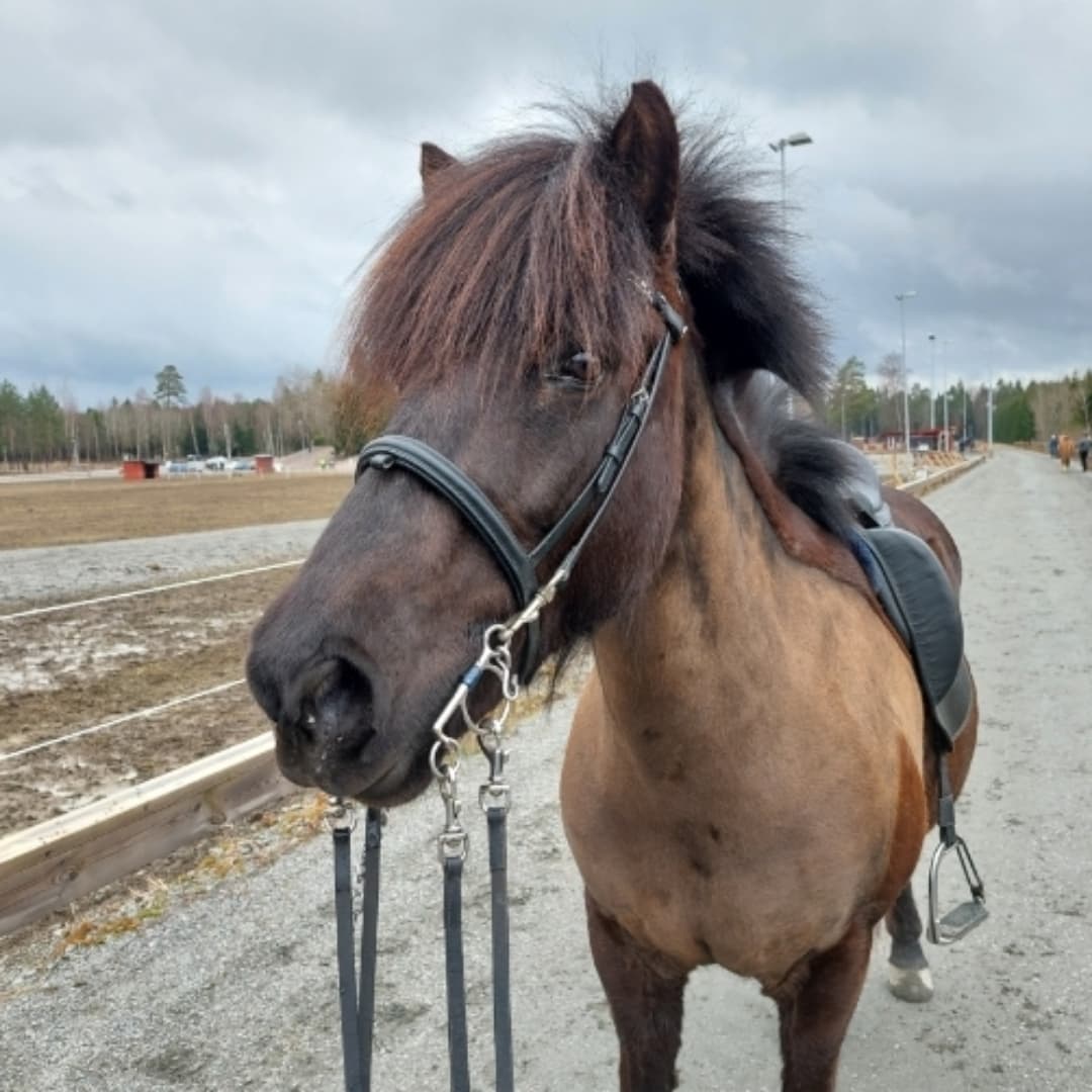 Bild 1 av Vilja från Skomakarns