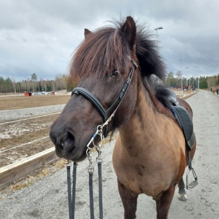 Media 1 av Vilja från Skomakarns
