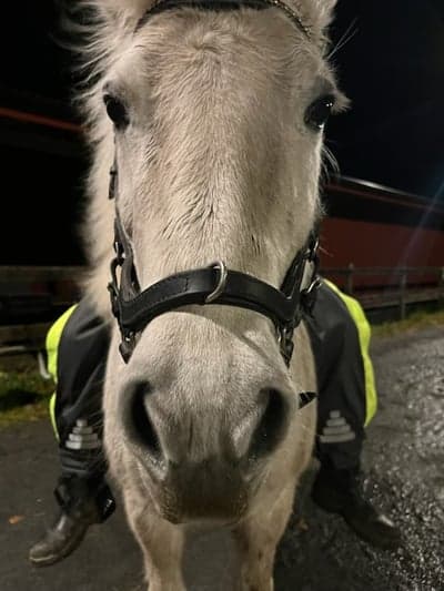 Inlägg 42 av Island med titeln Barbacka😍😍