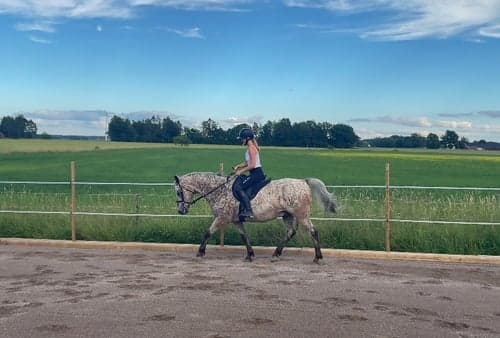 Bild av Charmig och personlig valack