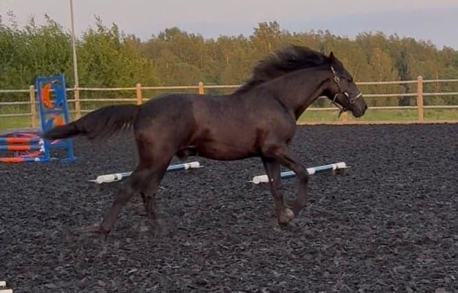 Media 2 of Vacker Warlander 