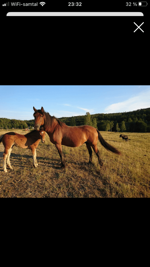 Bild 1 av Pernilla Tabac