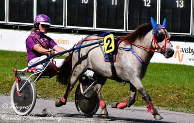 Inlägg 16 av Trav med titeln DPK’s ponnytravgala 2023 🏆