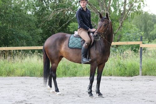 Image of Häst med stor karaktär men med mycket potential