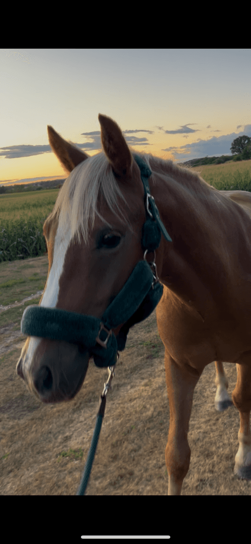 Bild av Trevlig ungponny 