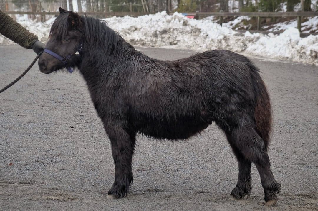 Bild 1 av Furunäs Domino