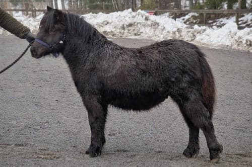 Bild av Pigg & trevlig unghingst till salu!