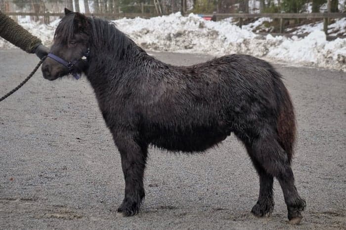 Media 1 av Furunäs Domino