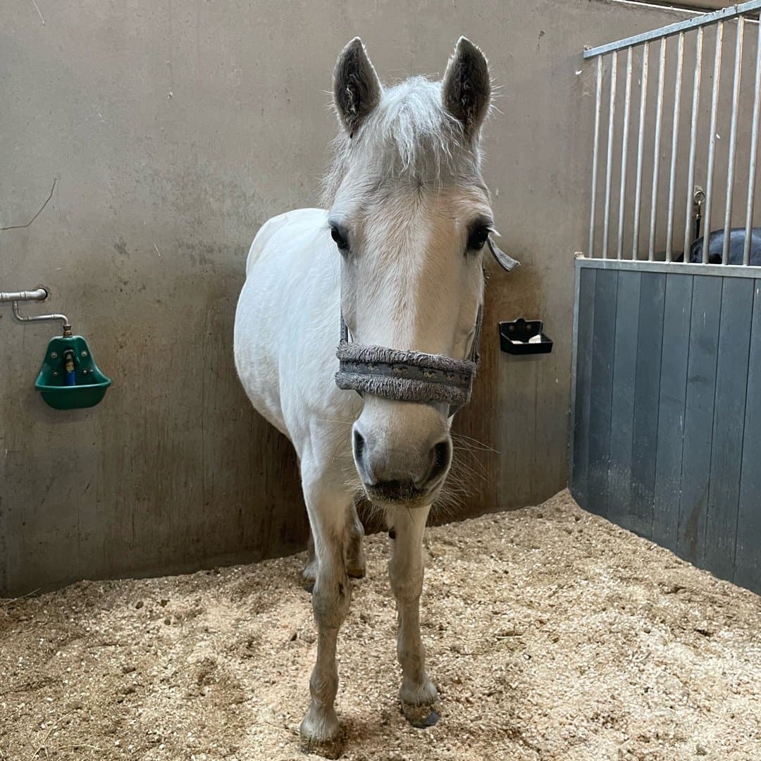 Bild 1 av Corrib Silver Earl