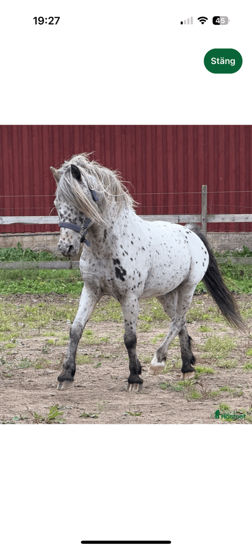 Media 1 av Pricken Z