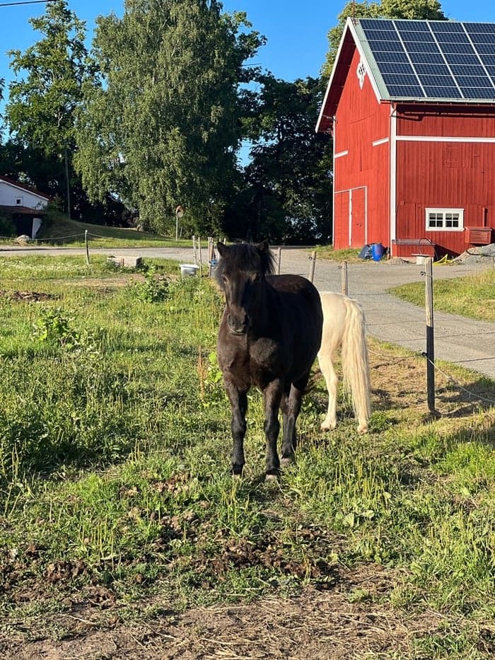 Media 1 av Olle