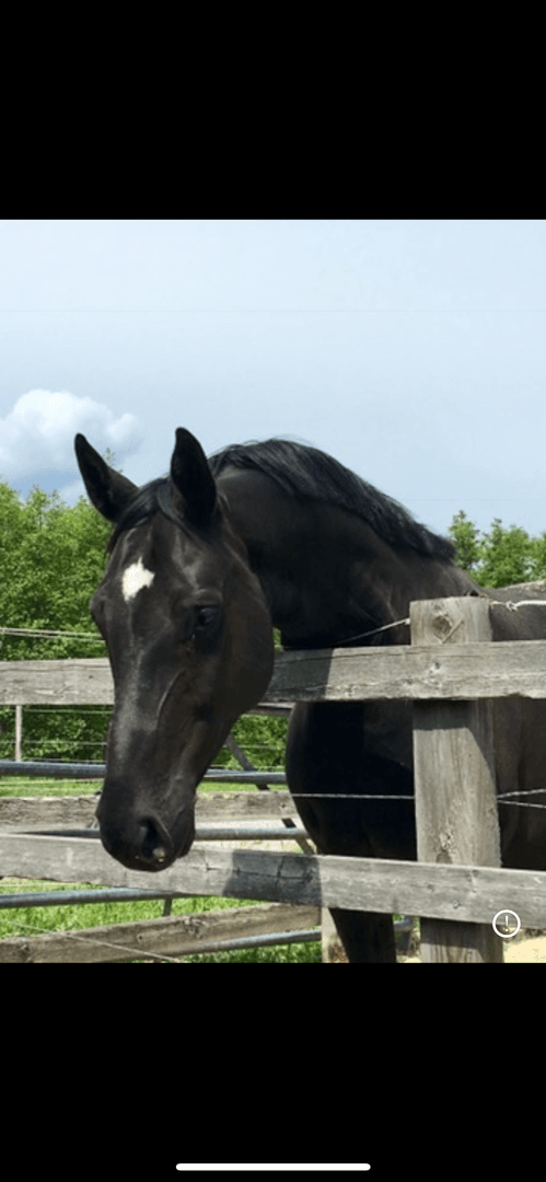 Media 1 av Showman