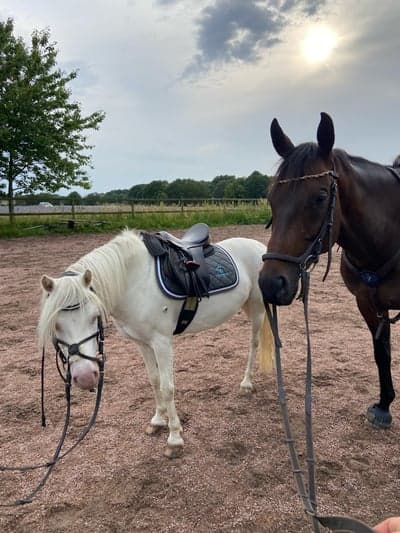 Inlägg 4 av Welsh Cob med titeln Pixi och lakrits🩷