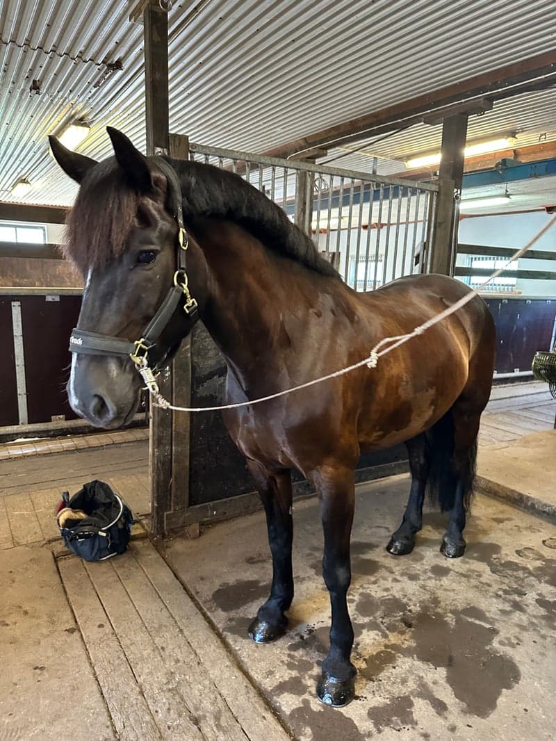 Bild 3 av Dynamo Harry