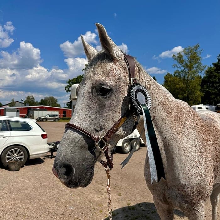 Media 1 av Devils rose