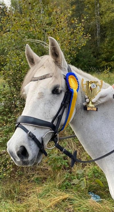Inlägg 447 av Hoppning med titeln Km mästare i dressyr 2023❤️