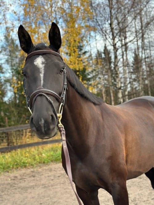 Bild av Trevligt sto med utstrålning