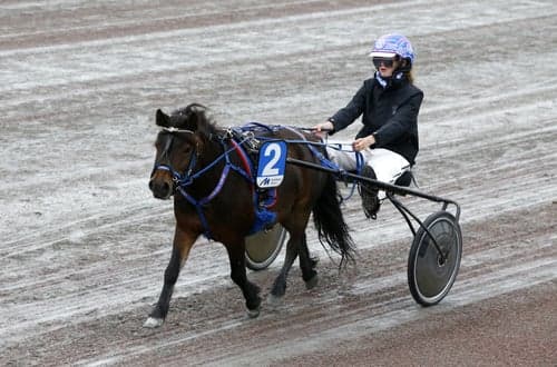 Bild av Inkörd och inriden shettis