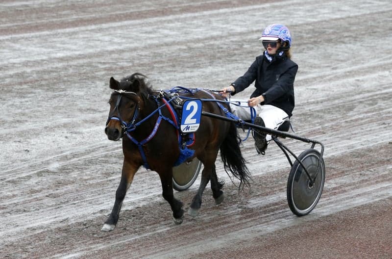 Image 3 of Inkörd och inriden shettis