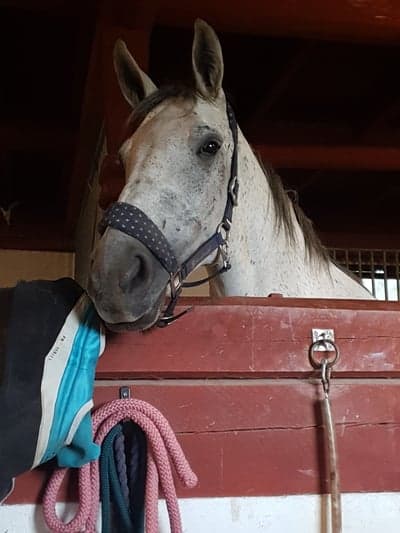 Inlägg 22 av Lipizzaner med titeln Fina Babsan❤️🌷