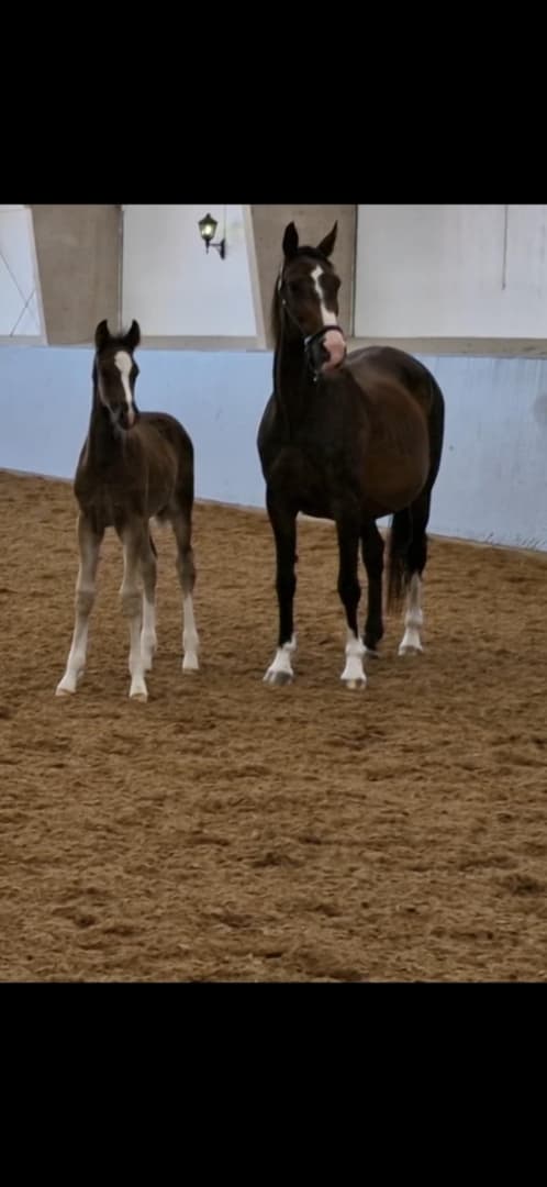 Bild av Hingst med utstrålning och framtiden för sig!