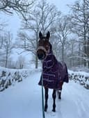 Portemonnaie (Penny)