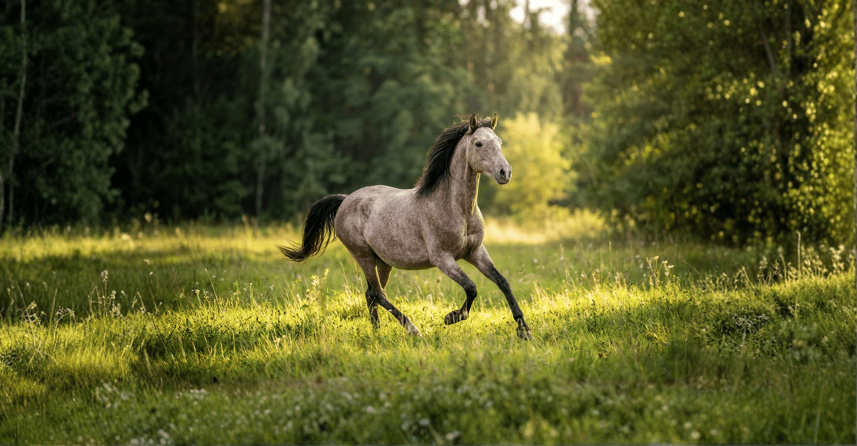 Bild av Kaspisk Häst