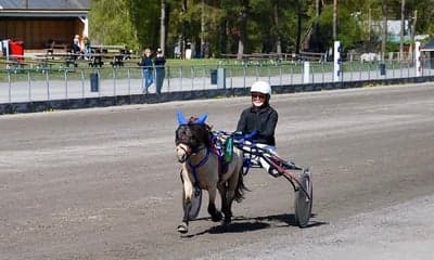 Ponnytrav 