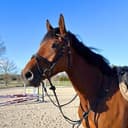 Profile picture of Camillo