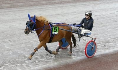 Inlägg 19 av Gotlandsruss med titeln Ponnytrav