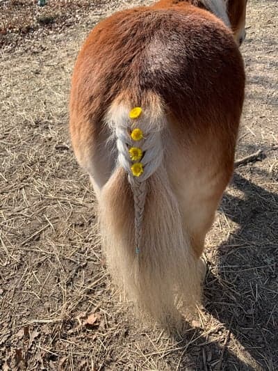 Inlägg 17 av Allround med titeln Fixat frissan. T o m baktill! 