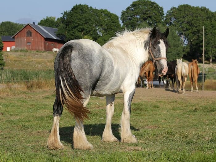 Media 1 av Björkebos Luns