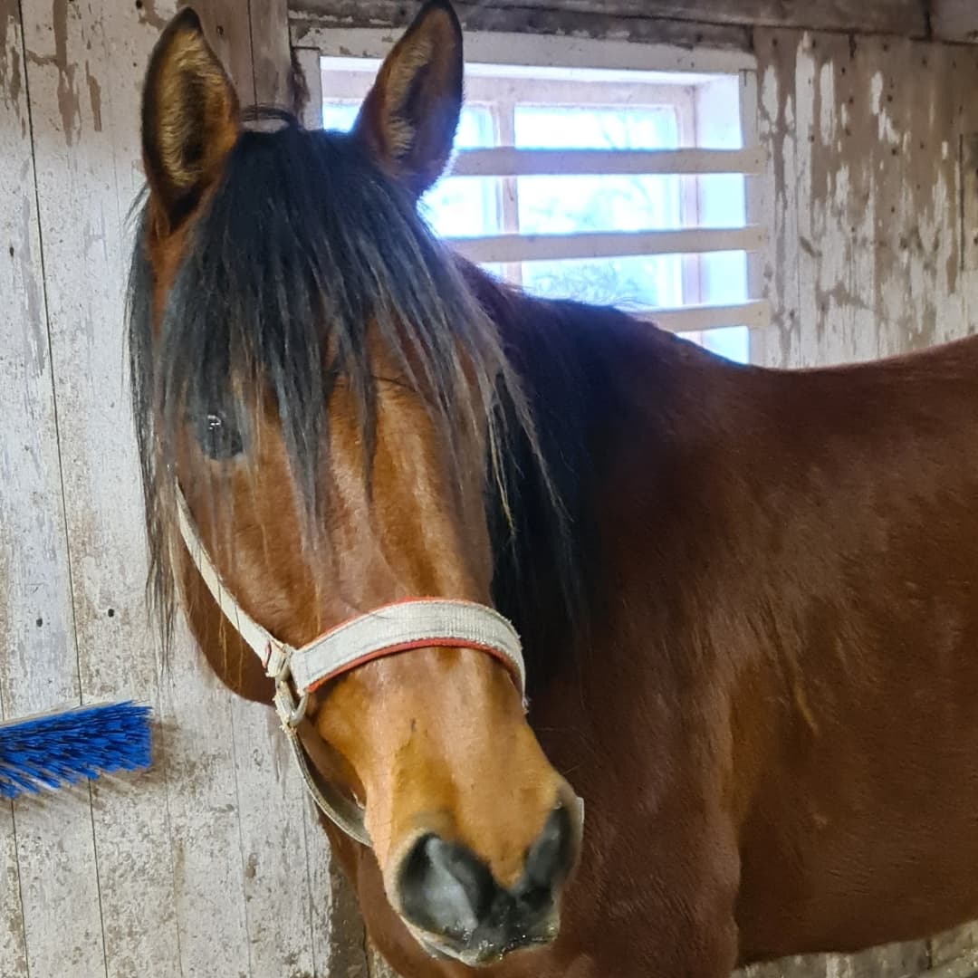 Bild 1 av Touched by Proud "Dixie"