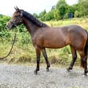 Profilbild av Malificent