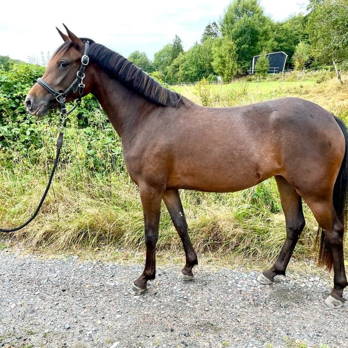 Media 1 av Malificent