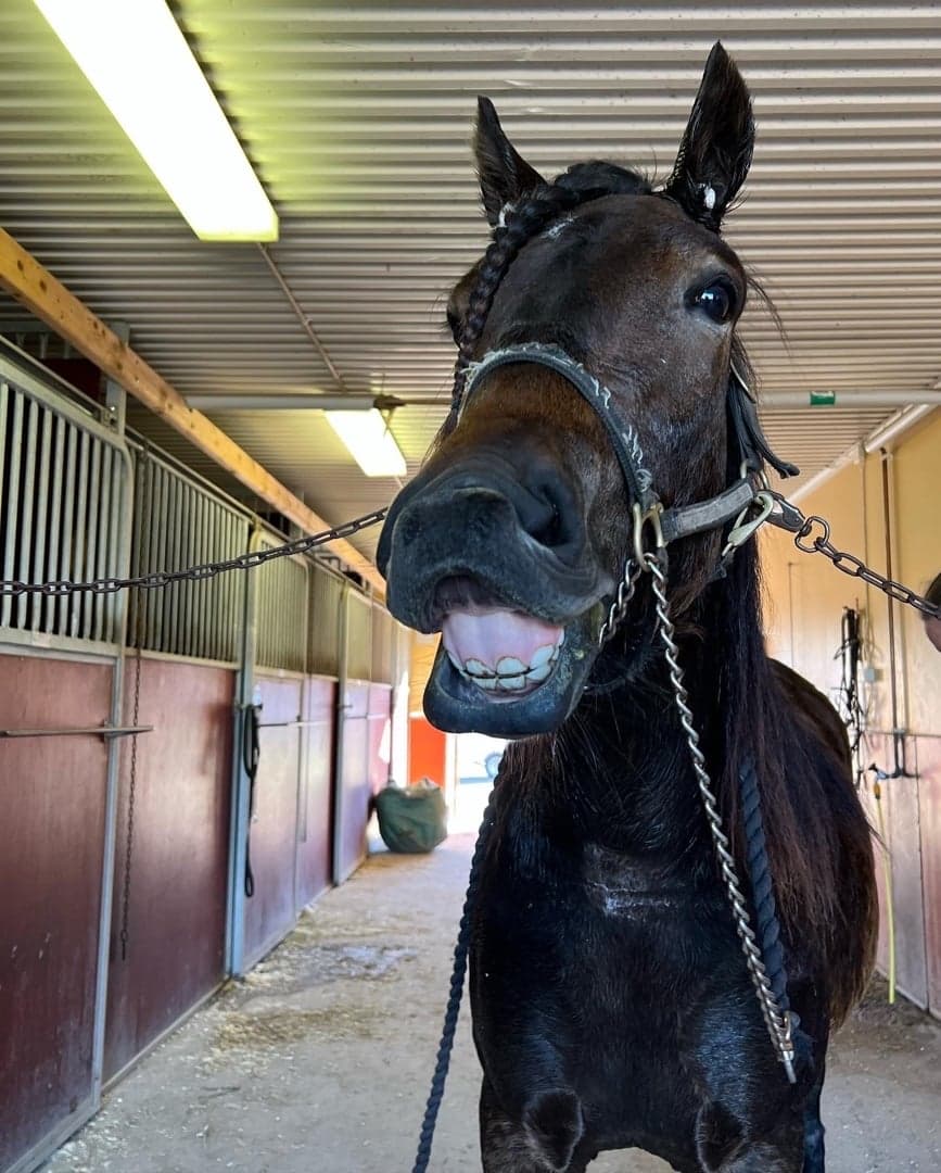 Bild 1 av Super Teddy