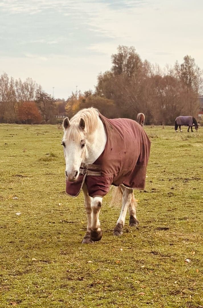 Bild 1 av Drumany Sid