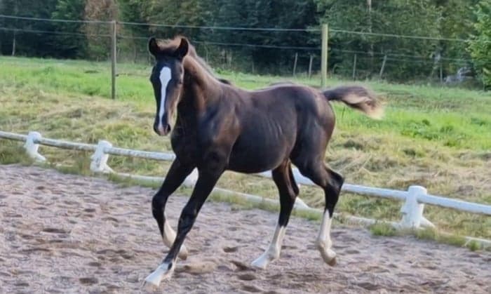 Media 6 av Hingst med utstrålning och framtiden för sig!