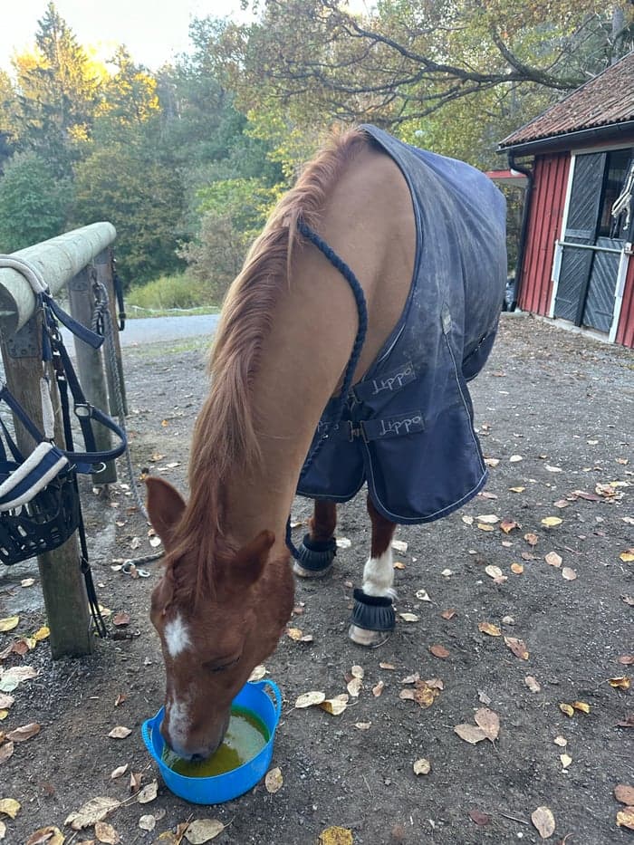 Media 8 av Genomsnäll hobbyhäst