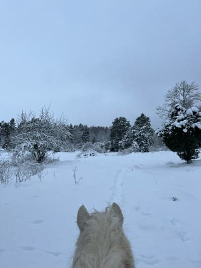 Inlägg 68 av Allround med titeln Mysig skrittrunda igår i skogen på Clic tillsammans med Saga och Zara❤️