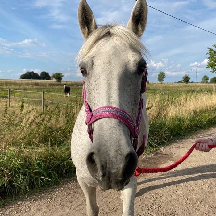 Media 1 av Nutgrove Lady D