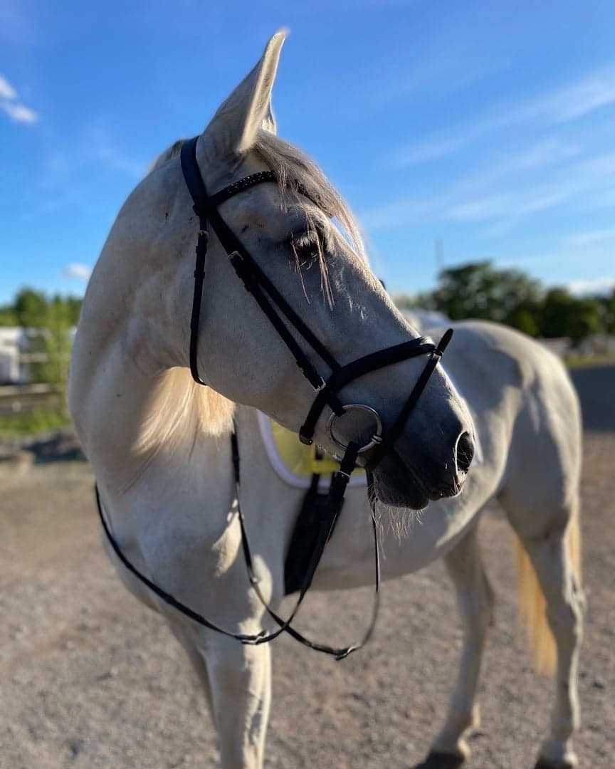 Image 1 of Cabriola CXXV