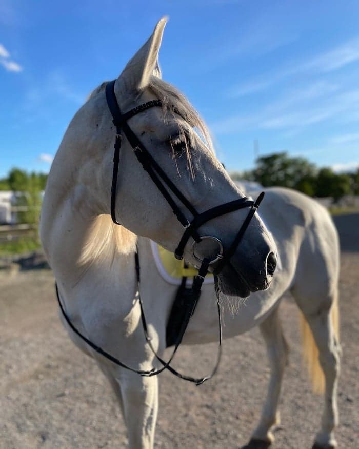 Media 1 of Cabriola CXXV