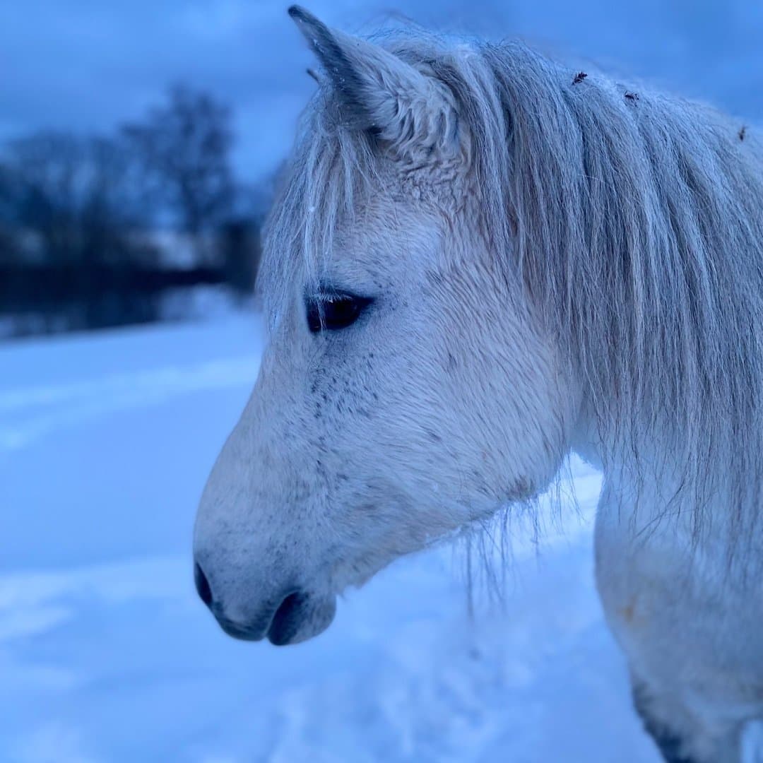 Bild 1 av Glitra från Haltarve