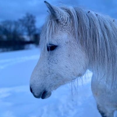 Glitra från Haltarve