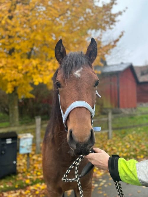 Bild av Blivande stjärna 🌟