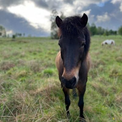 Tinna från Sörvilg