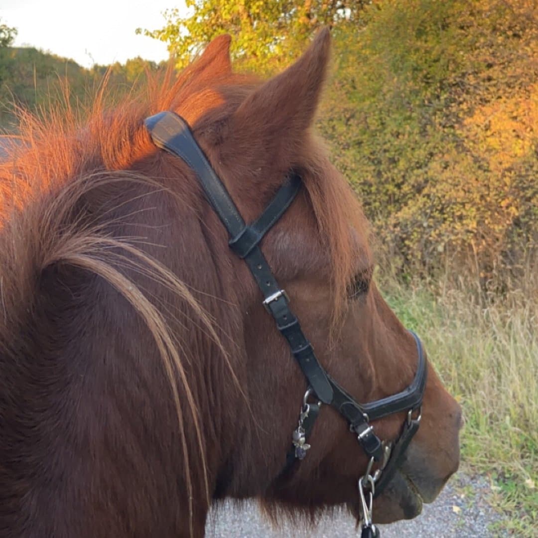 Bild 1 av Stoltur från Östra Greda